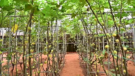 Fresh-green-figs-on-the-fig-tree-branches-inside-the-greenhouse-in-the-United-Arab-Emirates