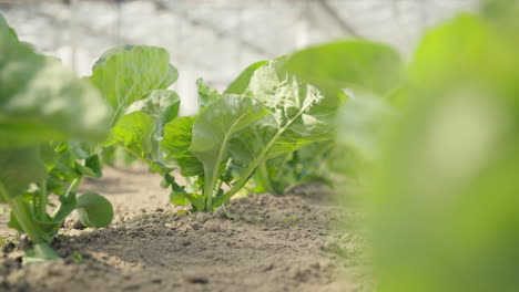 Naturally-grown-cauliflower-grows-from-the-ground-in-a-Dutch-greenhouse