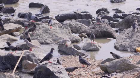 Pigeons-sitting-on-sea-rock-and-fly_carter-Road-Bandra