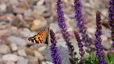 a painted lady butterfly feeding on nectar and pollinating purple flowers during spring bloom