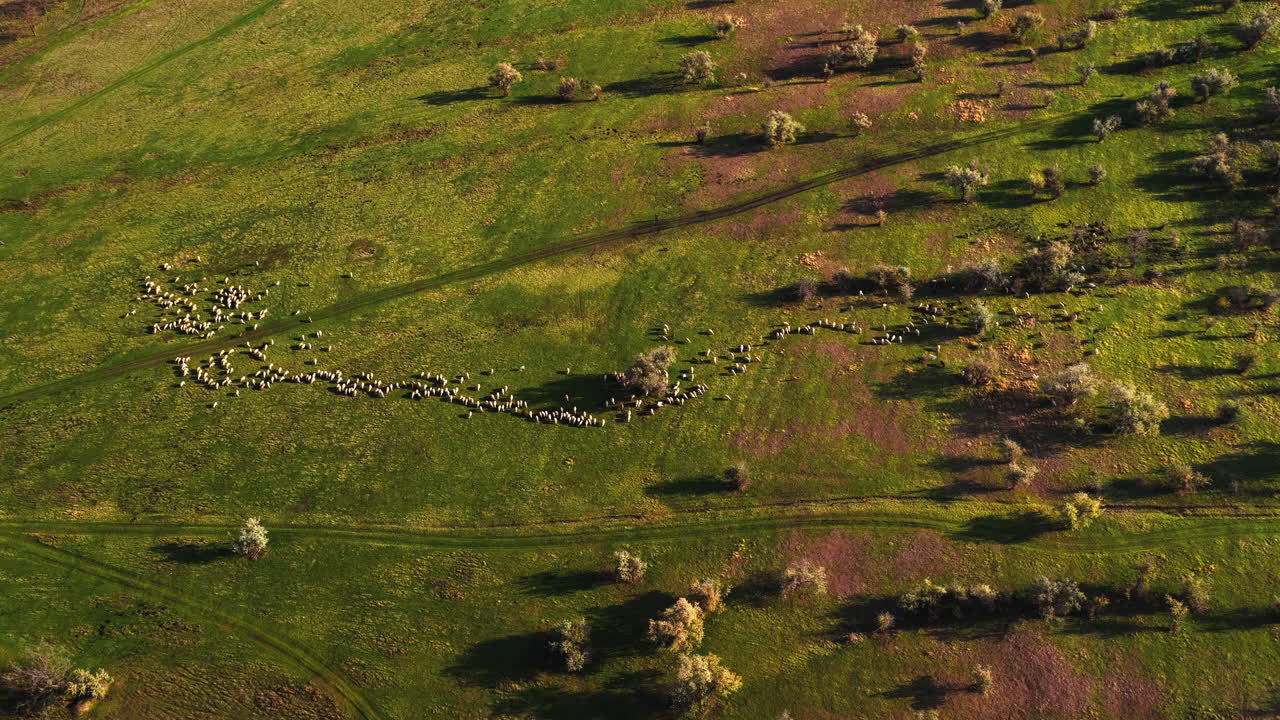 Aerial drone view of a flock of sheep grazing in an open field in rural Moldova