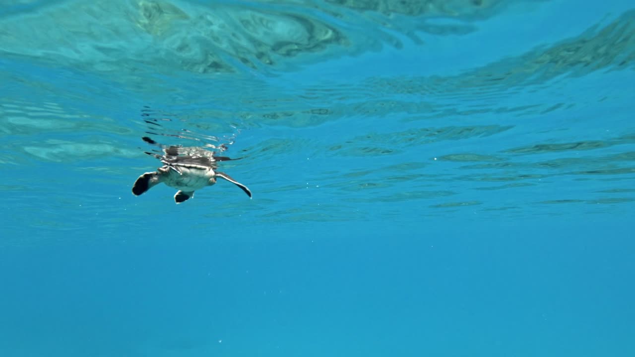 수정처럼 맑은 바다를 천천히 헤엄치는 바다거북