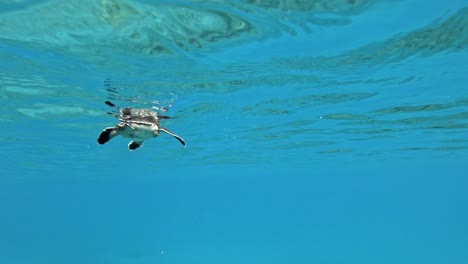 a seaturtle slowly swimming through the crystal clear ocean