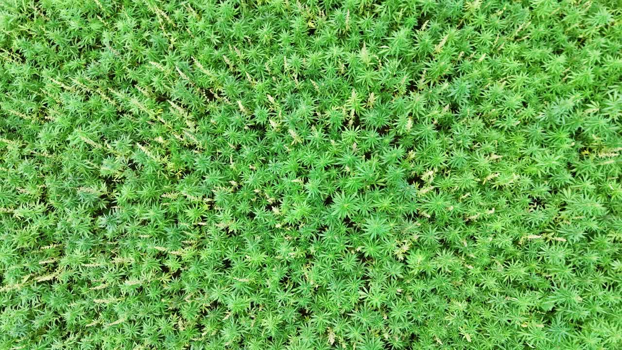 Aerial View of a Lush Hemp Field