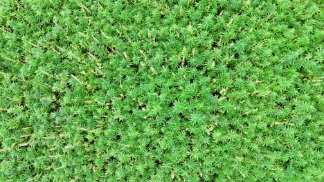 aerial view of a lush hemp field