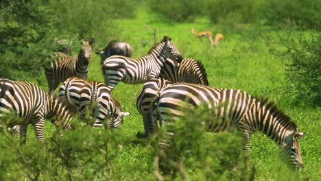 herd of wild zebra grazing on green grass in african wilderness in super slow motion