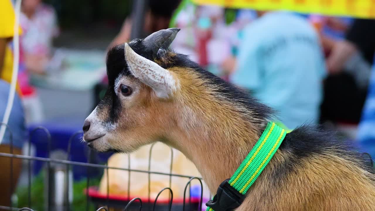 A young goat with a green collar stands in a vibrant Bangkok market, surrounded by bustling activity and colorful backgrounds