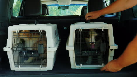 a man puts a cage with puppies in the trunk of a car transportation and delivery of live animals