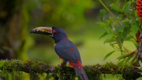 happy toucan dances because he can't decide whether to eat or not