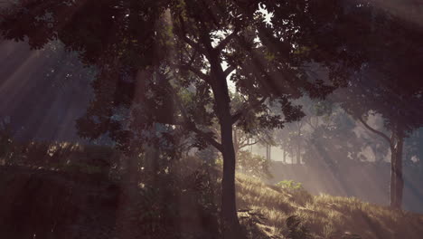 golden glimmers illuminating natures canopy on an enchanted hill