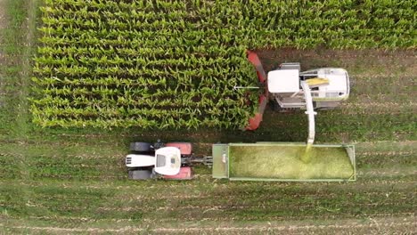 corn harvest in europe: corn chopper chops the corn and unloads it directly into the loading wagon