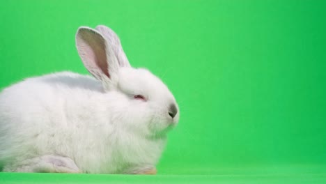 beautiful white rabbit looks at the camera