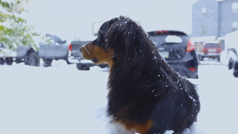 Perro-Pastor-Australiano-Mirando-La-Nevada-En-Un-Día-Tormentoso,-4k