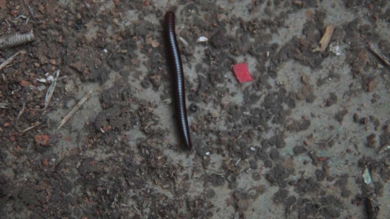 Cinematic topshot of a crawling centipede