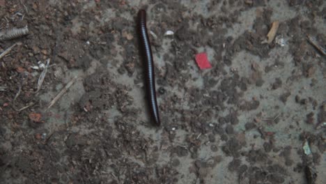 cinematic topshot of a crawling centipede