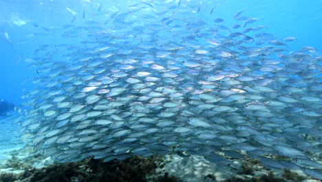 bait ball at the coral reef in the caribbean sea around curacao