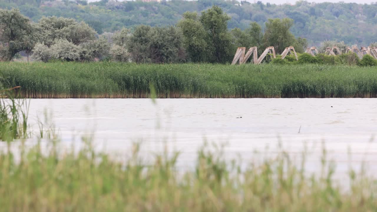 키 큰 풀과 호수의 빠르게 움직이는 물 - 넓은