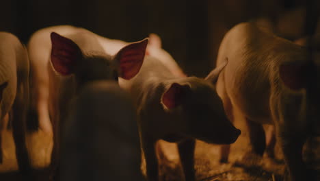 piglets in a barn