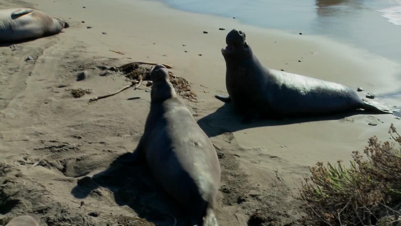 코끼리 물범은 서핑 2에 누워