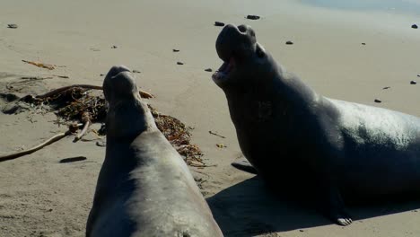 An-elephant-seal-lies-in-the-surf-2