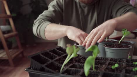 cropped view of a man planting seedlings in a pot