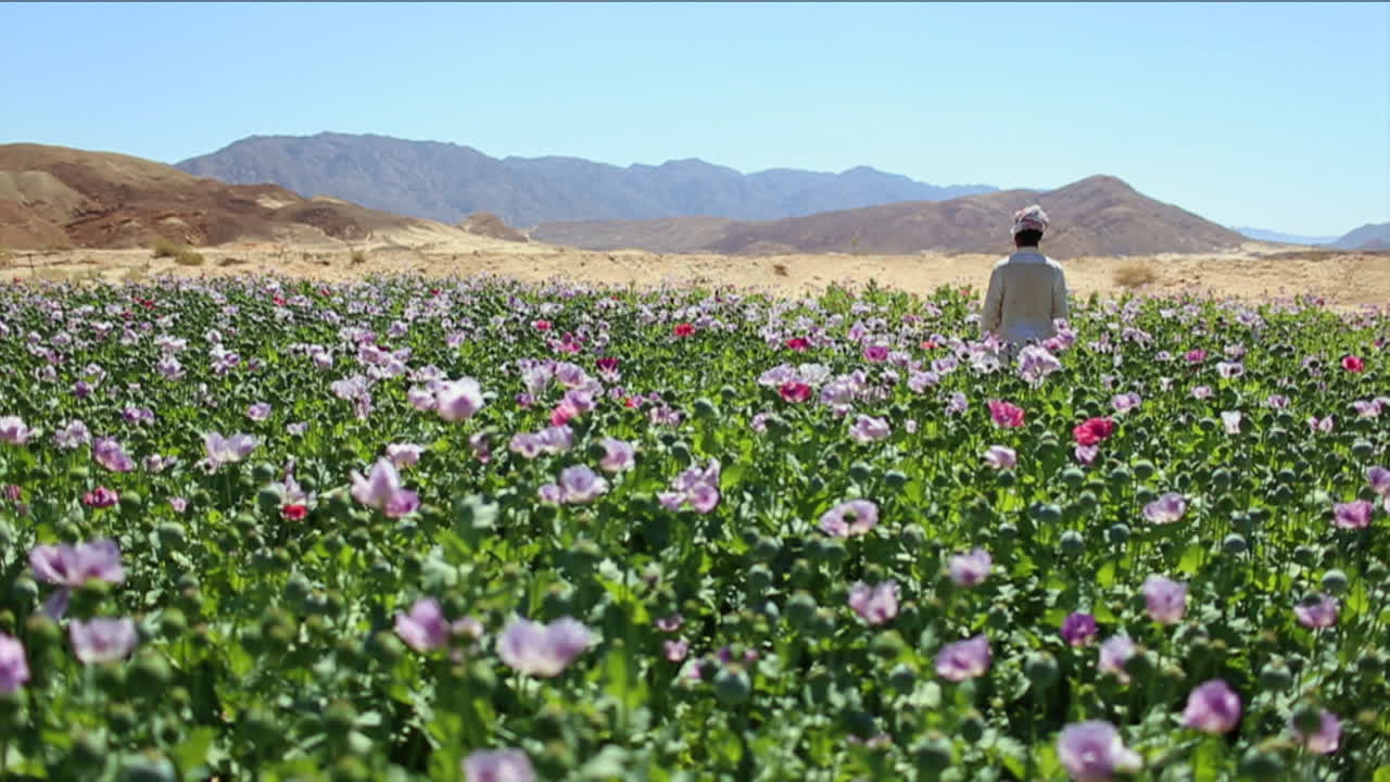 un hombre árabe se para en los campos de opio durante la temporada de cosecha 4