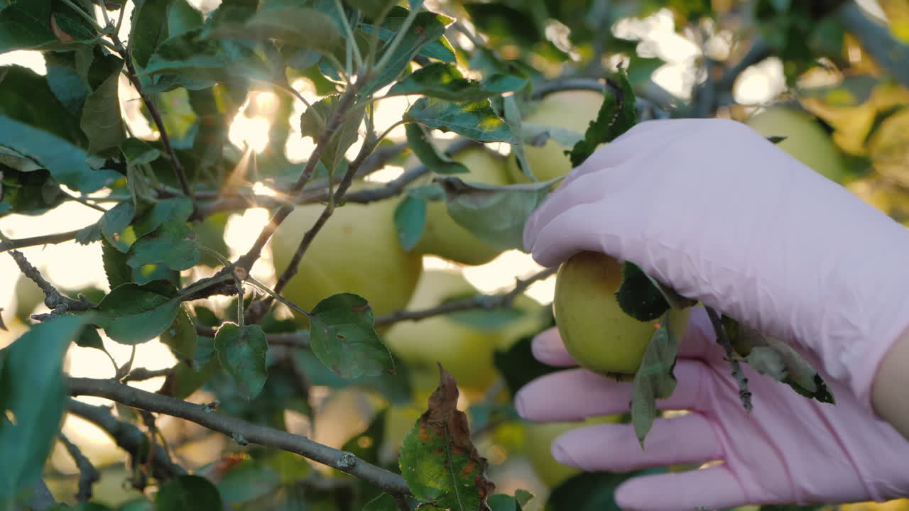 las manos de los granjeros arrancan manzanas de las ramas bajo los rayos del sol