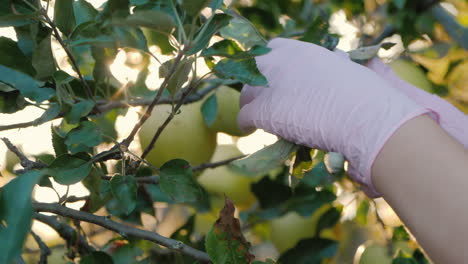 farmer's hands pluck apples from branches in the sun's rays