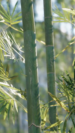 close-up of a bamboo forest