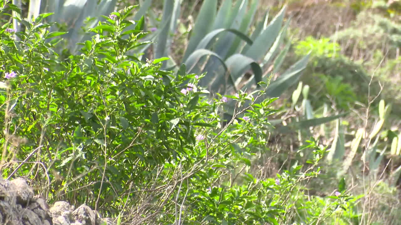 Plants and Vegetation on a Hillside