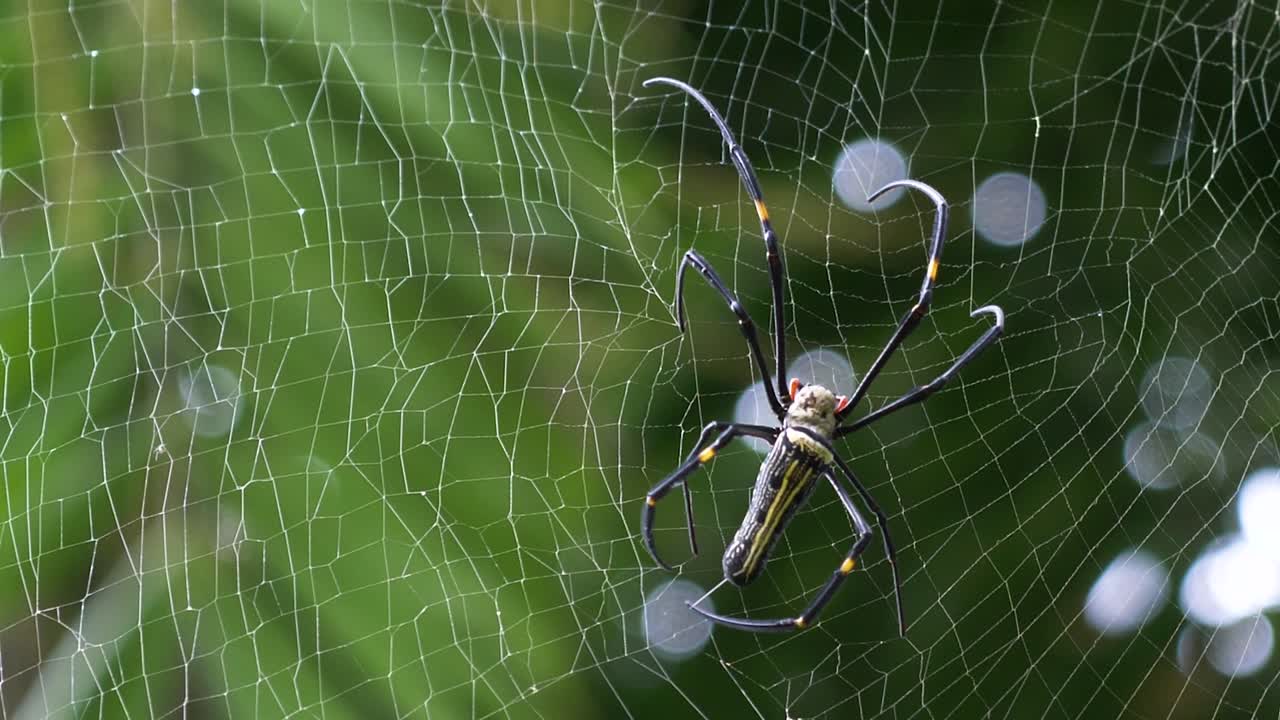 그의 웹을 수리하는 거대한 황금 orbweaver 또는 nephila pilipes