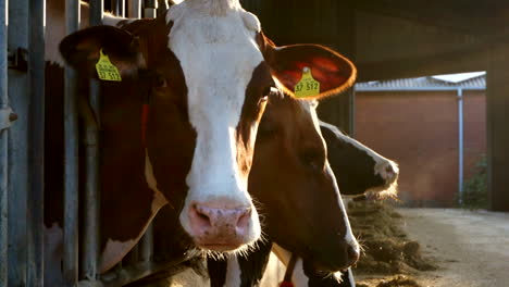 three cows eating hay on a milk farm on a summer morning slomo