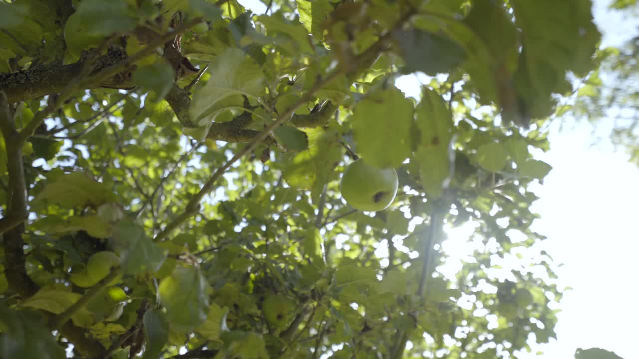 Green apples on a tree in Westerham, Kent, England