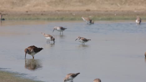 seen feeding together with other shore birds, spotted redshank tringa erythropus, thailand