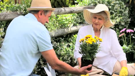 mature couple gardening