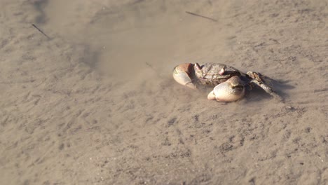 Neohelice-Granulata-Krabbe,-Die-Seitwärts-über-Watt-Läuft-Und-Dabei-Ins-Wasser-Rutscht