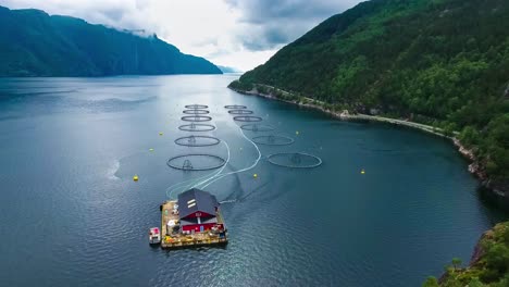 aerial footage farm salmon fishing in norway