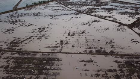 vista aérea del ave asiática volando libremente en el campo de arroz durante el cultivo.