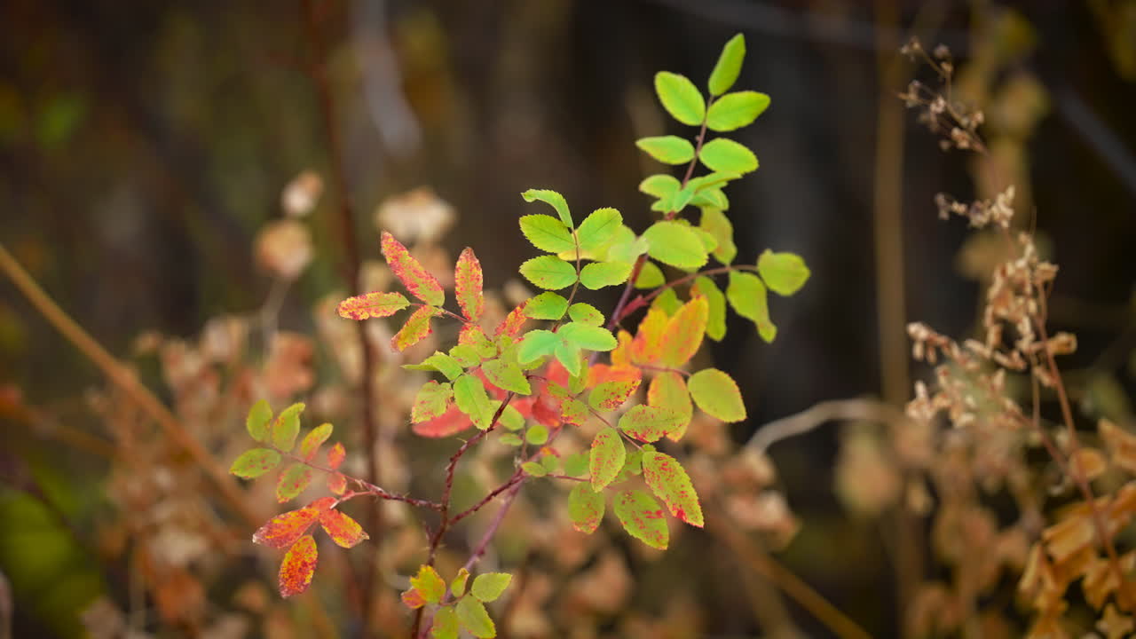가을 동안 덤불 식물의 초록색에서 은색 잎