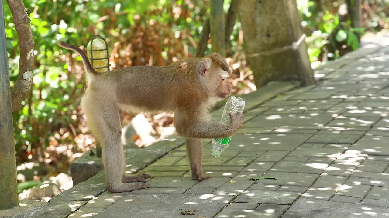 mono interactuando con agua embotellada en el punto de vista de khao rang, phuket