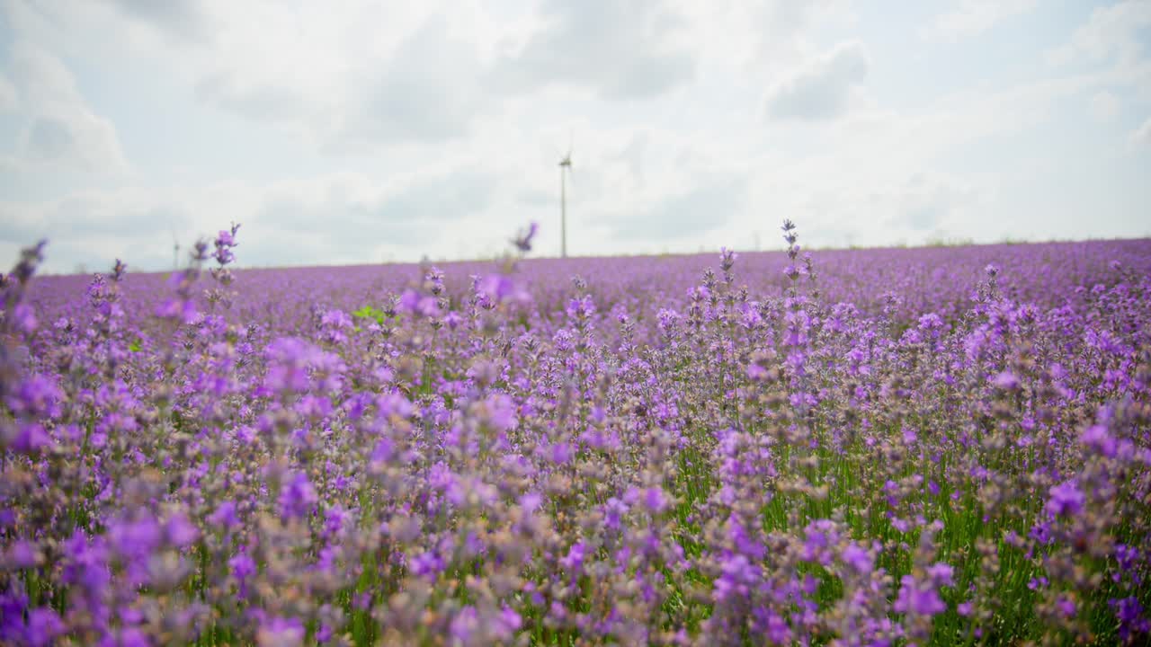 flores de campo de primavera en una granja de lavanda en un día soleado