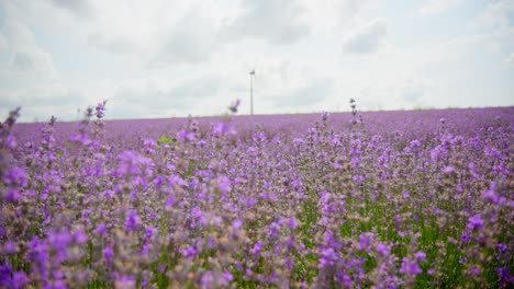 flores de campo de primavera en una granja de lavanda en un día soleado