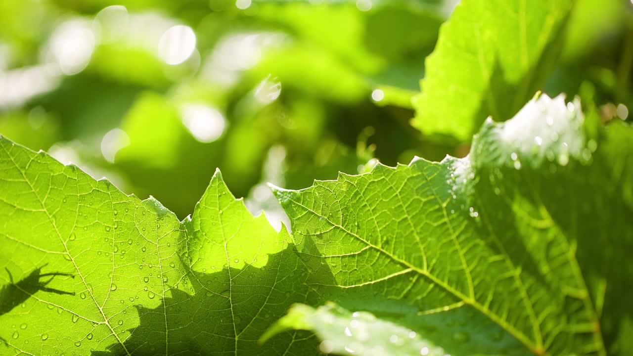 잎 표면에 물방울
