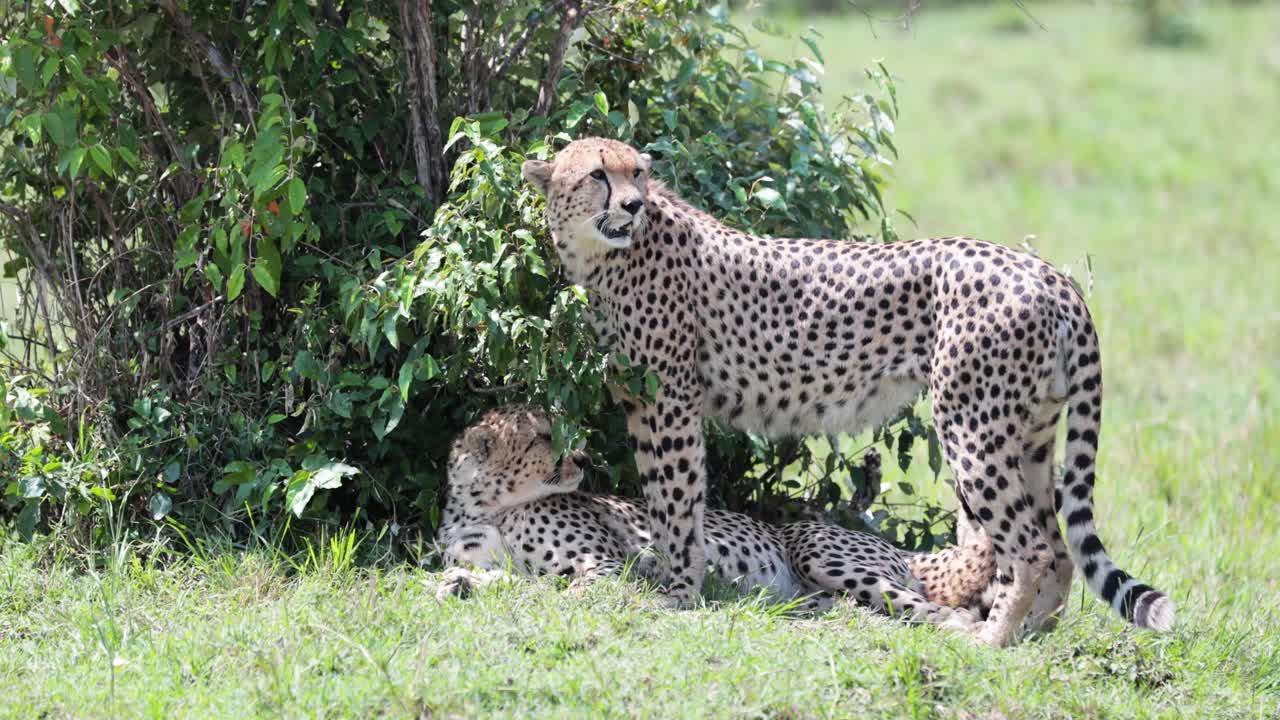 케냐의 나무 아래에서 쉬고 태양으로부터 차폐하는 치타 어머니와 아버지, 핸드헬드 샷