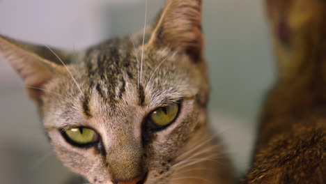 funny cats facing the camera.