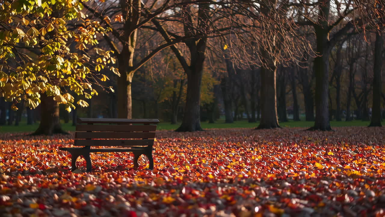 Scena di parco autunnale con panchina vuota