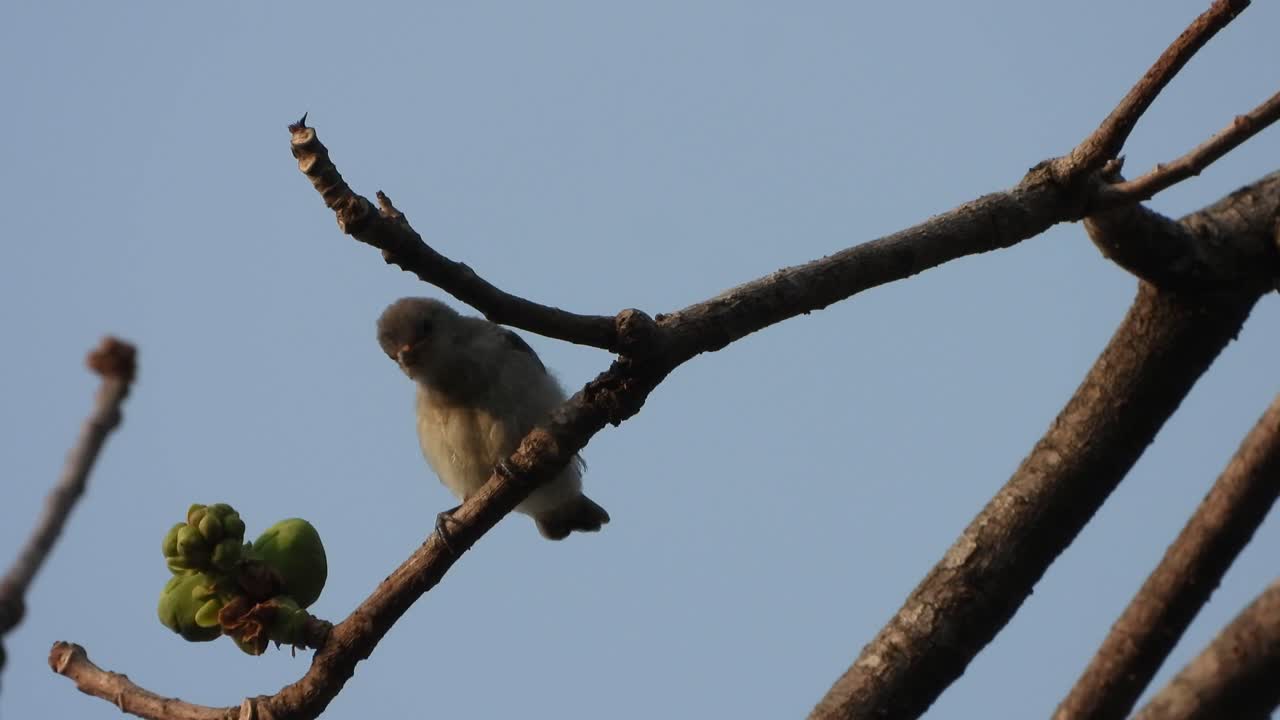 silverbill munia in tree .