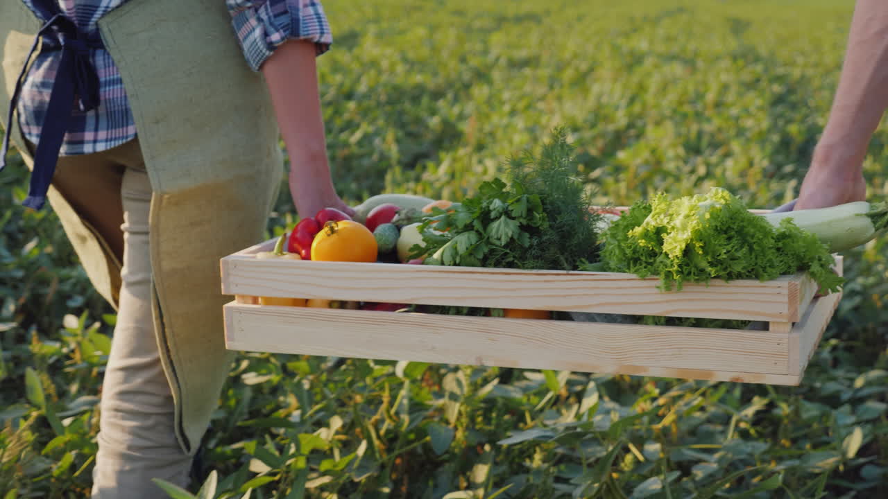 두 명의 농부가 들판 야채 수확 개념을 가로질러 신선한 야채 상자를 들고 있습니다.