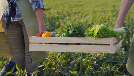 two farmers are carrying a box of fresh vegetables across the field vegetable harvest concept