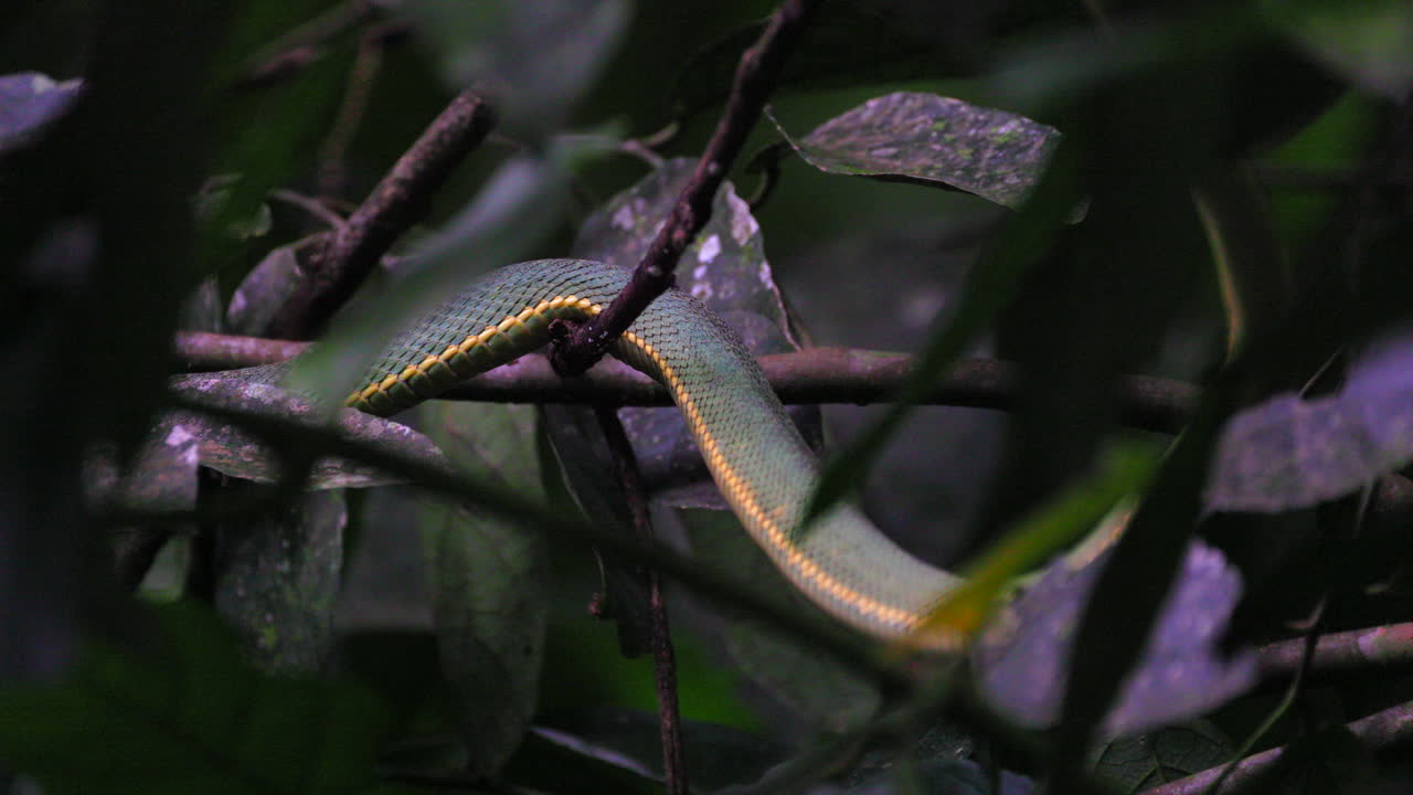 Slithering snake body South American rainforest jungle tropical Green Jararaca Pit Viper poisonous